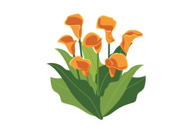 Plante d'intérieur de lys calla  Illustration