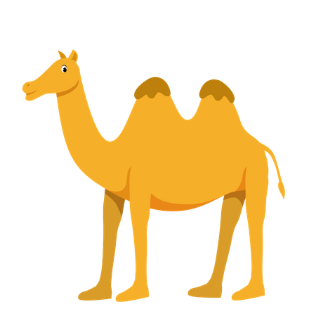 Camel  Illustration