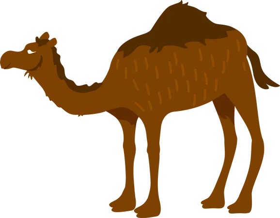 Camel  Illustration