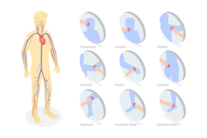 Cardiovascular System  Illustration