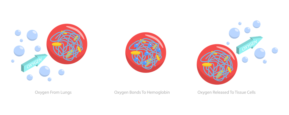 Cellules sanguines dans le sang  Illustration