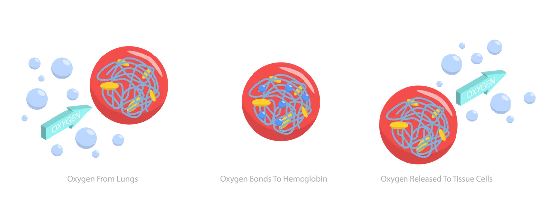 Cellules sanguines dans le sang  Illustration