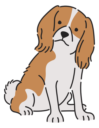 Chien épagneul cavalier  Illustration