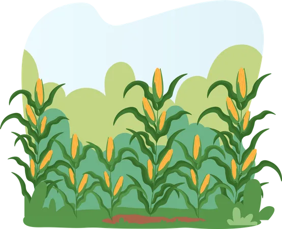 Corn Field Landscape  Illustration