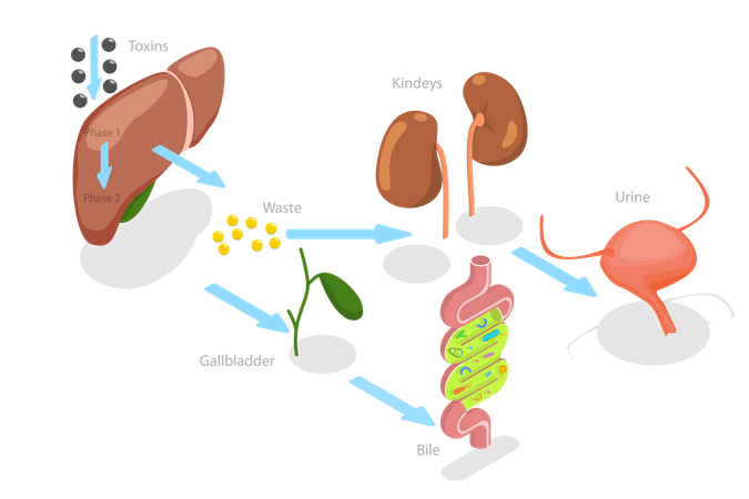 Desintoxicación del hígado  Ilustración