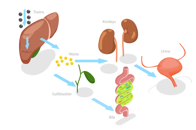 Desintoxicación del hígado  Ilustración