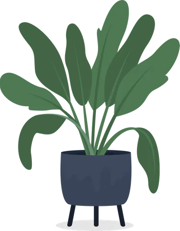 Planta de casa Dieffenbachia em vaso  Ilustração