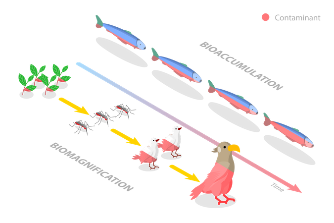 Différence entre bioaccumulation et bioamplification  Illustration