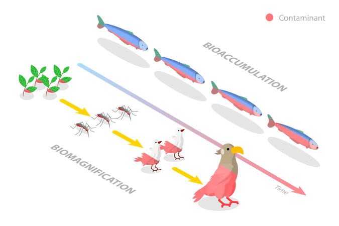 Différence entre bioaccumulation et bioamplification  Illustration