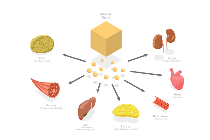 Effets de l'adiponectine  Illustration