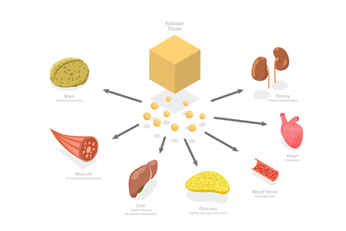 Effets de l'adiponectine  Illustration