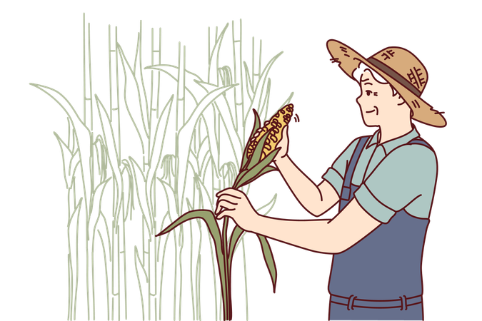 Elder man harvest corn  Illustration