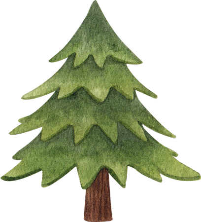 Evergreen Tree  Illustration