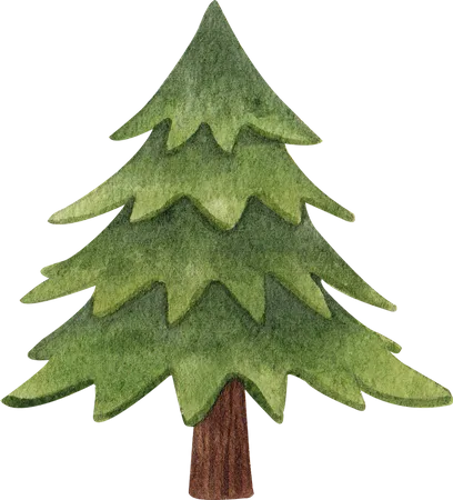 Evergreen Tree  Illustration