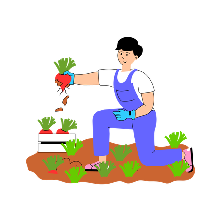 Farmer collecting fresh vegetables from the field.  Illustration