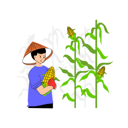 Farmer gathering corn cobs from the stalks  Illustration