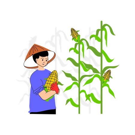 Farmer gathering corn cobs from the stalks  Illustration