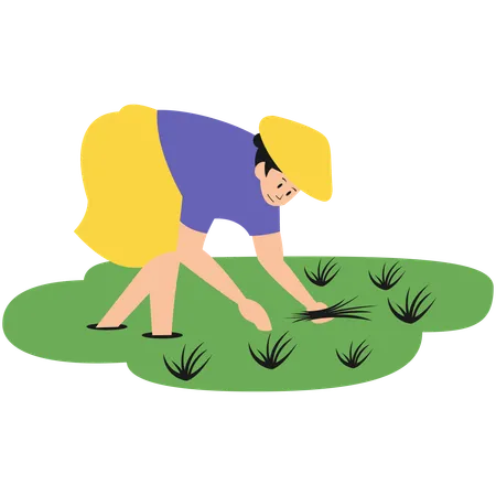 Female Planting Rice  Illustration