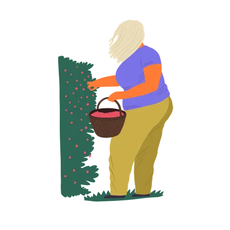 Frau sammelt Beeren im Eimer  Illustration