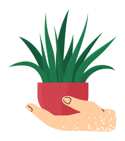 Hand holding house plant  Illustration