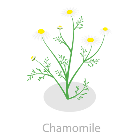 Healing Herbs  Illustration