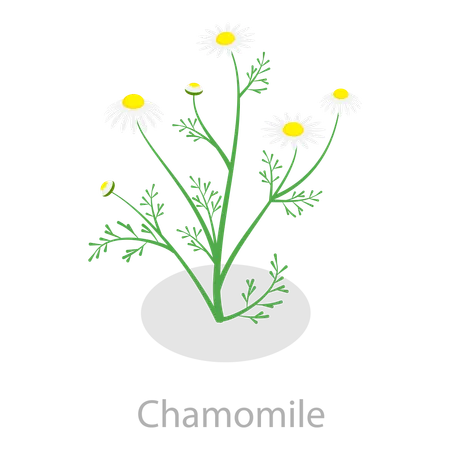 Healing Herbs  Illustration