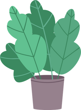 House plant  Illustration