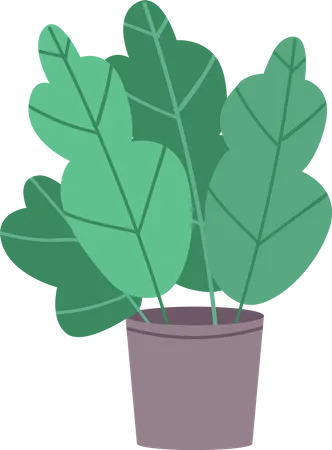 House plant  Illustration