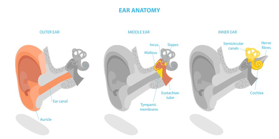 Human Ear Anatomy and Labeled Medical Scheme  Illustration