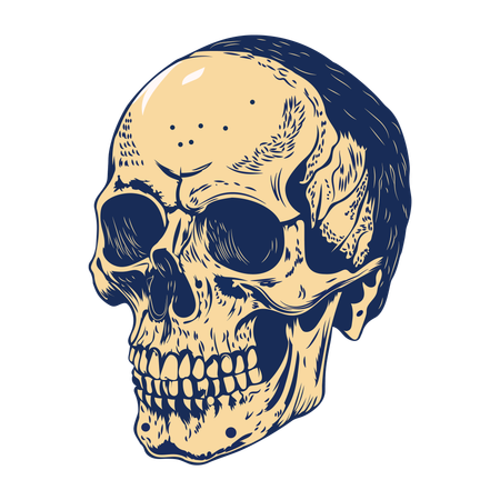 Human SkullHuman skull illustration in vintage style  Illustration