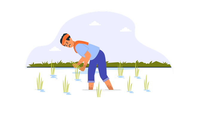 Indian Farmer Planting Rice Plant In Farm  Illustration