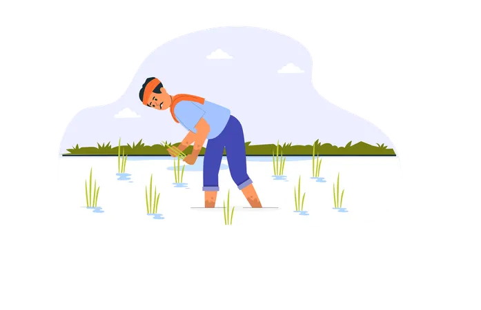 Indian Farmer Planting Rice Plant In Farm  Illustration