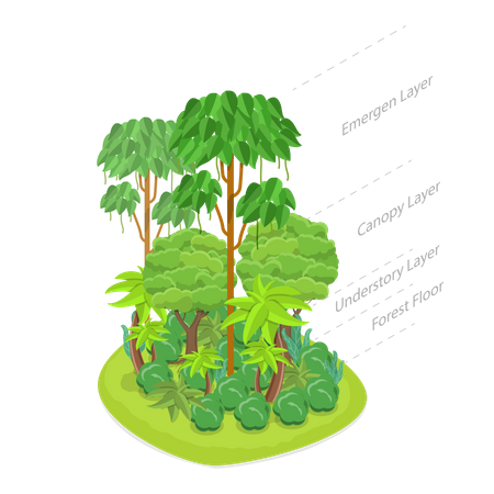 Jungle tropicale dense  Illustration