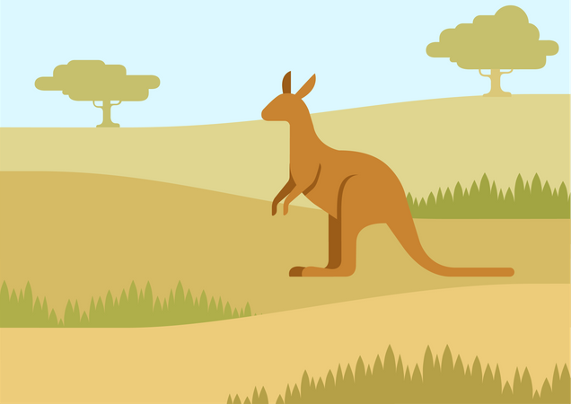 Kangaroo  Illustration