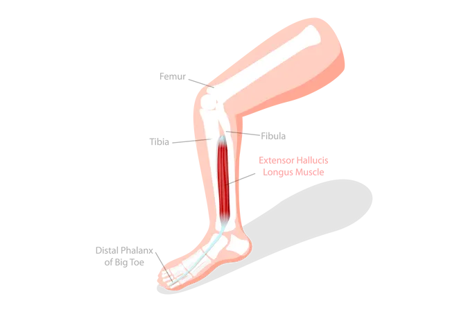 Labeled Educational Anatomical Scheme  Illustration