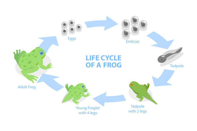 Life Cycle Of Frog,  일러스트레이션