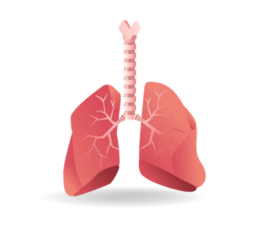 Lungs  Illustration