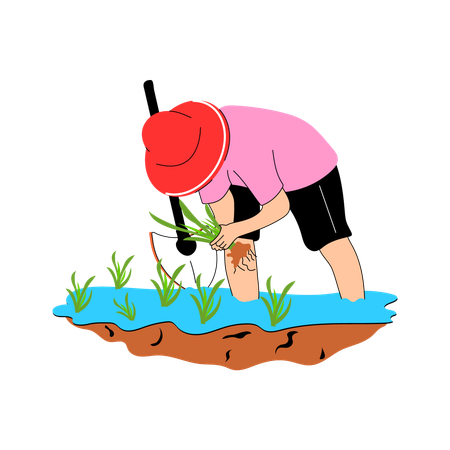 Male farmer planting rice plant  Illustration