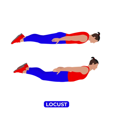 Man Doing Locust Exercise  Illustration