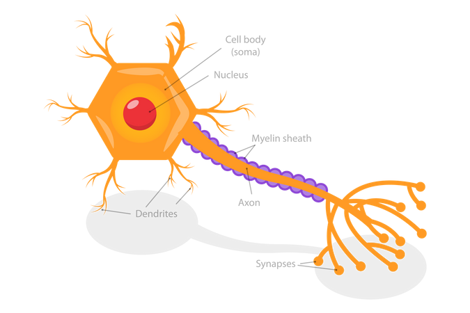 Mécanisme de libération des neurotransmetteurs  Illustration