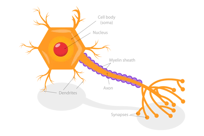 Mécanisme de libération des neurotransmetteurs  Illustration