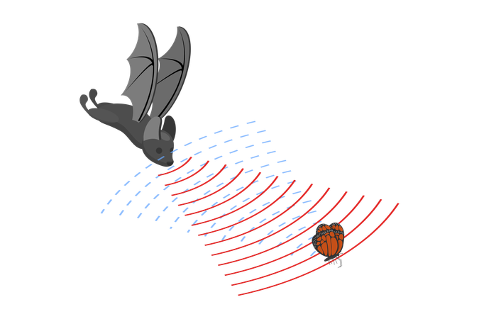 Murciélago y ondas sonoras reflejadas  Ilustración
