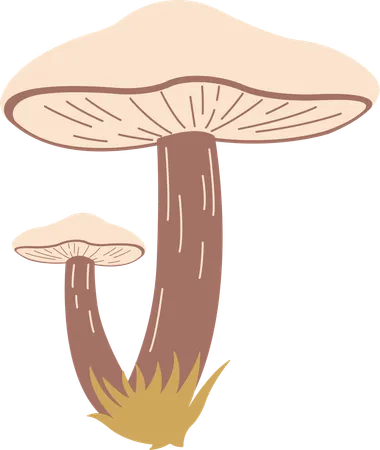 Mushroom  Illustration