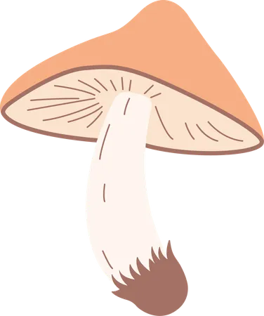 Mushroom  Illustration