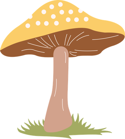 Mushroom  Illustration