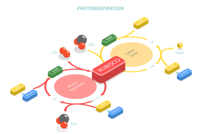 Oxidative Photosynthetic Carbon Cycle  Illustration