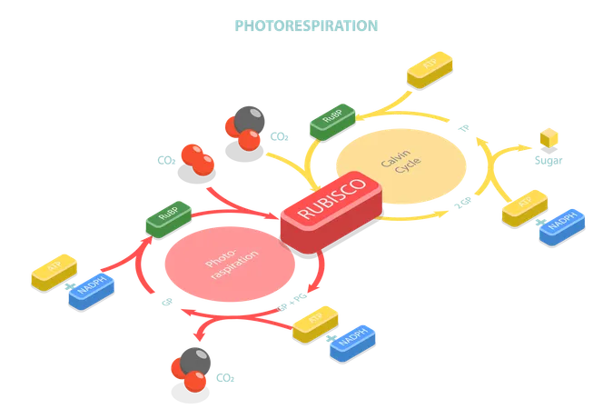 Oxidative Photosynthetic Carbon Cycle  Illustration