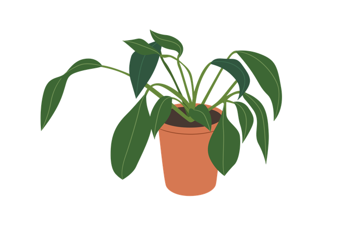 Peace Lily Plants  Illustration