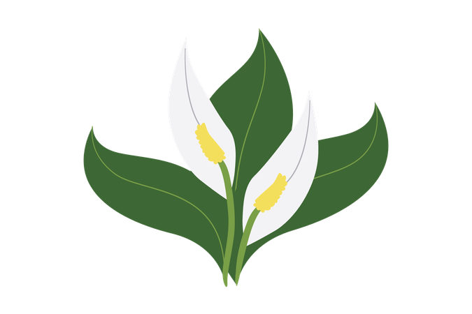 Peace Lily Plants  Illustration