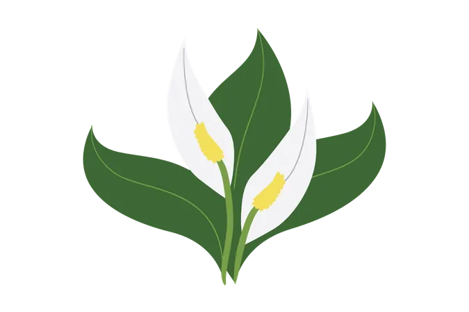 Peace Lily Plants  Illustration